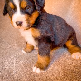 Bernedoodle, Bernese Mountain Dog, and Siberian Husky Puppies from Timberline Paws