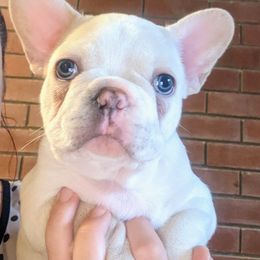French Bulldog Puppies from Mon Chien Frenchies