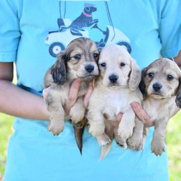 Dachshund Puppies from Ana’s Beautiful Doxies