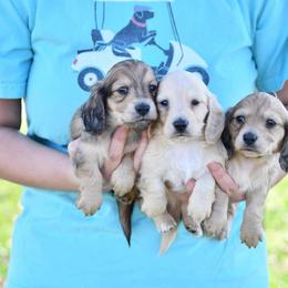 Dachshund Puppies from Ana’s Beautiful Doxies