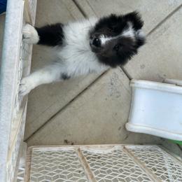 Boy 1 - Blue merle and white male Shetland Sheepdog puppy in New Richmond, Ohio from Heaven’s Shelties