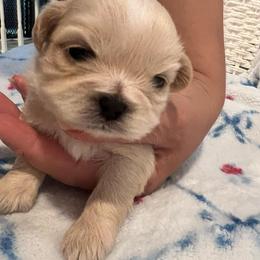 Girl 1 - Cream and white female Shih Tzu puppy in Silver Spring, Maryland from Saraya’s Shih Tzus