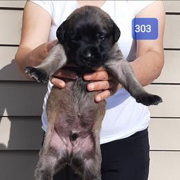 AKC PUP 303 - Fawn male Mastiff puppy in Ava, Missouri from Ozark Mountain Mastiffs