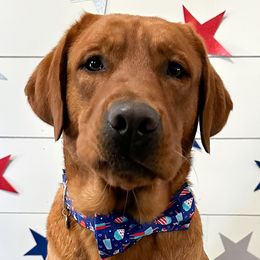 Labrador Retrievers from Loon Lake Labradors