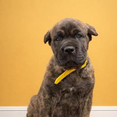 Molosser (Bully x) Puppies from Monumental Mastiffs