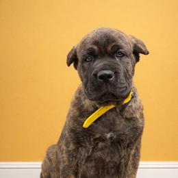 Molosser (Bully x) Puppies from Monumental Mastiffs