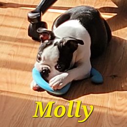 Boston Terrier Puppies from Big Sky Bostons