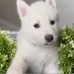 Siberian Husky Puppies from Snowy Siberians
