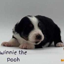 Winnie the Pooh - Black tri male Miniature American Shepherd puppy in Tremonton, Utah from Azure Sky Minis