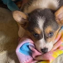 Pembroke Welsh Corgi Puppies from Gardner Corgis