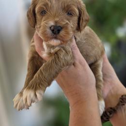 Nova - Apricot female Goldendoodle puppy in Decatur, Tennessee from Diamond's Doodles