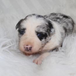 Whimsy - Blue merle female Border Collie puppy in Cedartown, Georgia from Ferguson Border Collies
