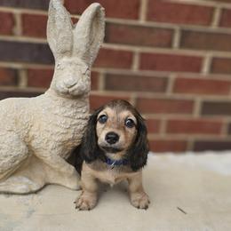 Dachshund Puppies from Royal Dackel Haus