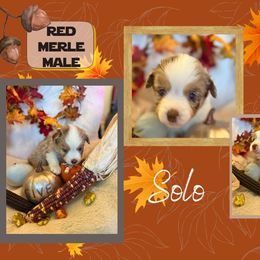 Puppy 7 - Red merle male Miniature American Shepherd puppy in Ellensburg, Washington from Wiggle Rump Ranch