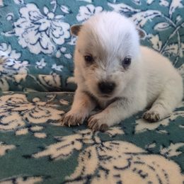 Spice - Blue mottled female Australian Cattle Dog puppy in Mena, Arkansas from Red Desert Australian Cattle Dogs