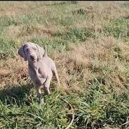 Weimaraner Puppies from So-IN Weimaraner's