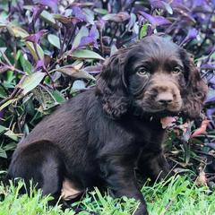Boykin Spaniel Puppies from Cottonwood Kennel