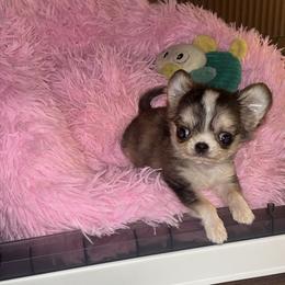 Chihuahua Puppies from Sasha’s Elite Kennel LLC