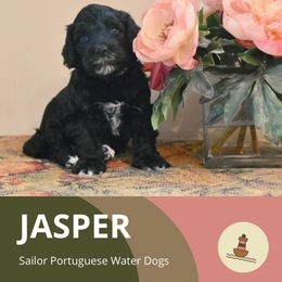 Jasper - Portuguese Water Dog puppy from Sailor’s Portuguese Water Dogs