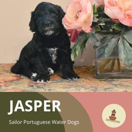 Jasper - Portuguese Water Dog puppy from Sailor’s Portuguese Water Dogs