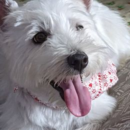 Marsha - West Highland White Terrier