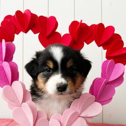 Vogue - Black tri-color female Australian Shepherd puppy in Kearney, Nebraska from Helix Aussies