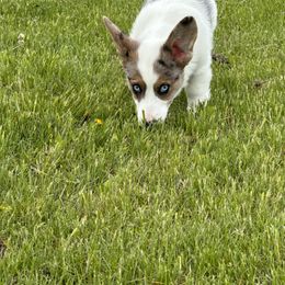 American Corgi, Cardigan Welsh Corgi, and Pembroke Welsh Corgi Puppies from Enok Corgis