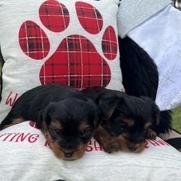 Yorkshire Terriers from Katrina's Yorkies