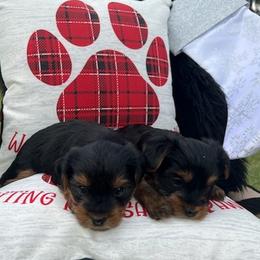 Yorkshire Terriers from Katrina's Yorkies