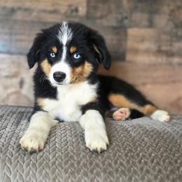 Macadamia - Black tri female Miniature Australian Shepherd puppy in Killen, Alabama from Wilkers Wholehearted Mini Aussies
