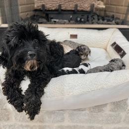 Cavapoo puppies from NANCY REYNA