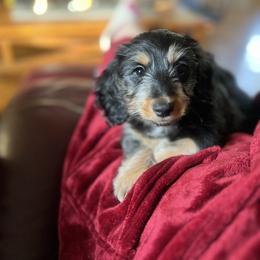 Dachshund puppies from Crowesnest Dachshund
