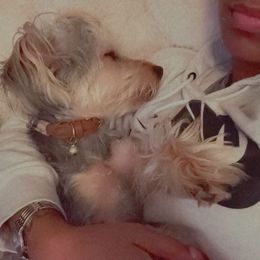 Yorkshire Terrier All Grown Up from Lacey Luxe Breeding- Yorkshire Terriers