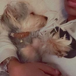 Yorkshire Terrier All Grown Up from Lacey Luxe Breeding- Yorkshire Terriers