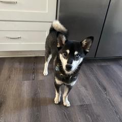 Storm - Alaskan Klee Kai