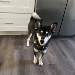 Storm - Alaskan Klee Kai