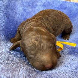 Yellow Collar - Phantom male Poodle puppy in Huntsville, Alabama from Flint River Poodles