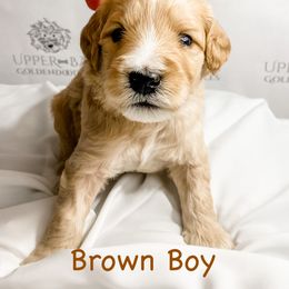 Goldendoodle Puppies from Upper Bay Goldendoodles