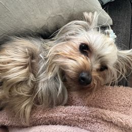 Gus - Yorkshire Terrier