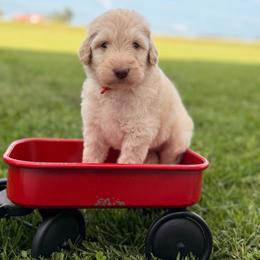 Crash- Orange - Cream male Aussiedoodle puppy in West Monroe, Louisiana from Diamond M Poodles and Doodles