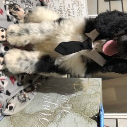 Poodle Puppies from Tails Up Standard Poodles