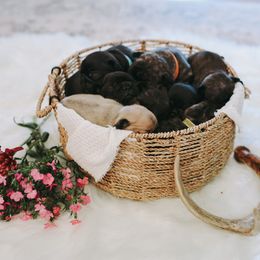 French Bulldog Puppies from Frenchie Bulldog Kisses