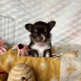 Bugsy - Chocolate and tan male Chihuahua puppy in Michigan from Fanciful Thrills Kennel