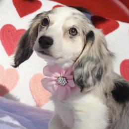 Asher - Piebald female Dachshund puppy in Woodbine, Georgia from Bowdachs Cream Pies