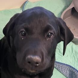 Chaos - Black male Labrador Retriever puppy in Bonney Lake, Washington from Iron Sights Retrievers