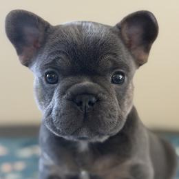 Male 2 - Tricolors male French Bulldog puppy in Dundalk, Maryland from Anthony Hynes