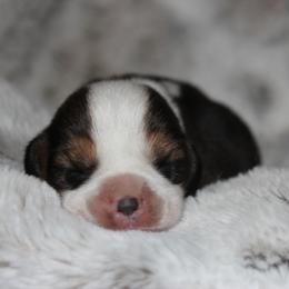 Oaklyn - Black tan and white female Beagle puppy in Morrill, Kansas from Kelle Beagles