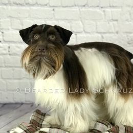 Tater - Miniature Schnauzer
