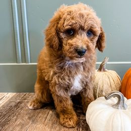 Fontina - Red female Aussiedoodle puppy in Flagstaff, Arizona from Gunstock Doodles