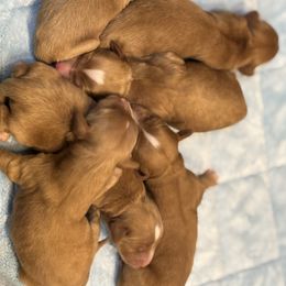 Girl 3 - Red female Australian Labradoodle puppy in Columbus, Montana from Comfort Doodle